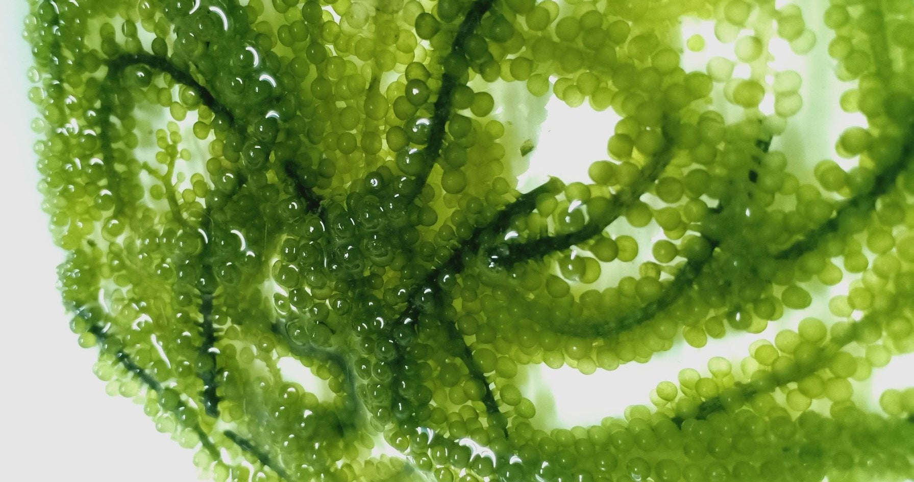 Bioavailable Supplements: How to Identify Them and Why It Matters