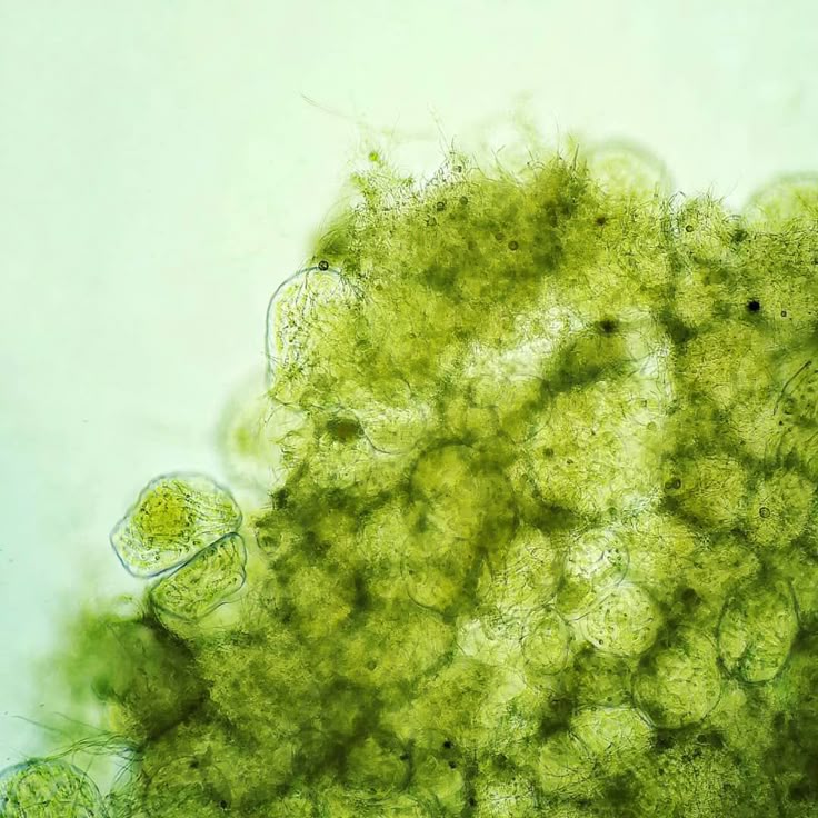 What Are Biomimetic Peptides? How They Work and Why They Matter
